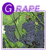 grape